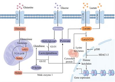 Lactylation: The emerging frontier in post-translational modification
